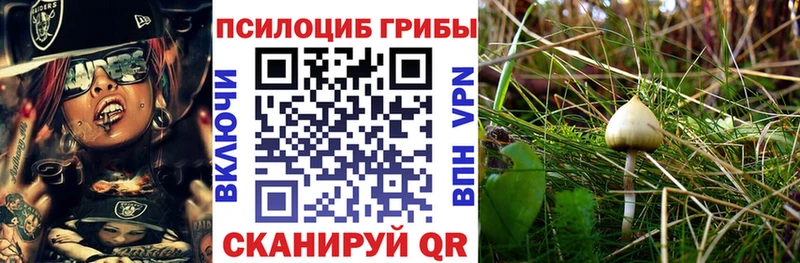Галлюциногенные грибы Cubensis  закладка  Бугульма 